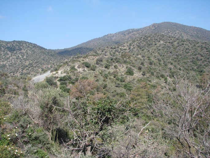 Fumana arabica