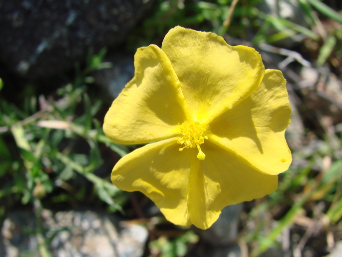 Fumana arabica