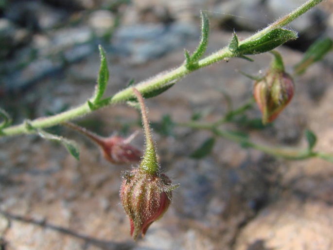 Fumana arabica