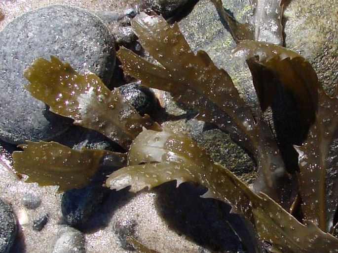 Fucus serratus