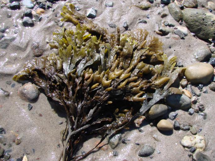 Fucus vesiculosus