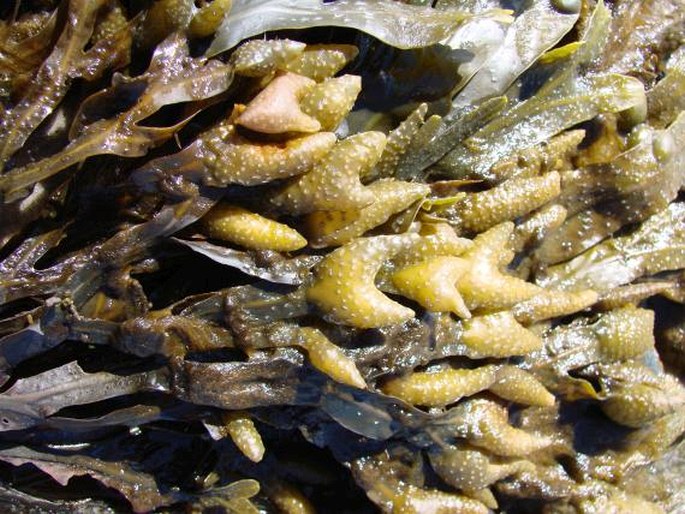 Fucus vesiculosus