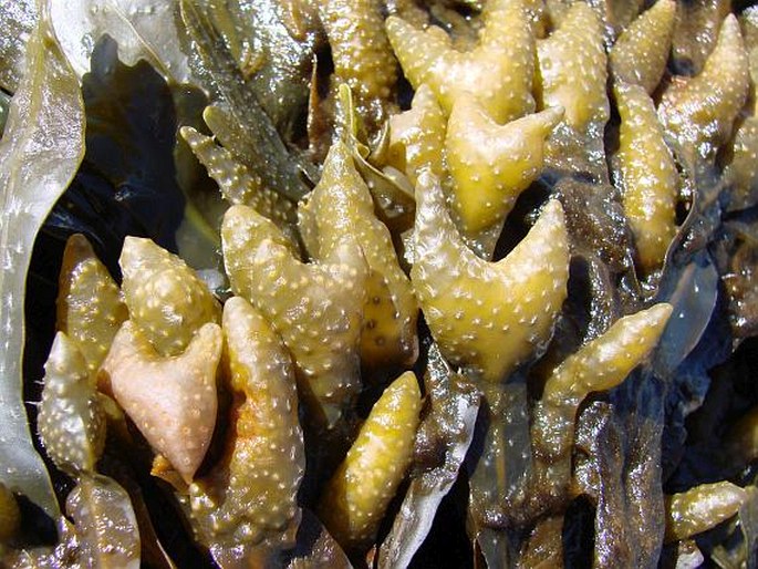 Fucus vesiculosus