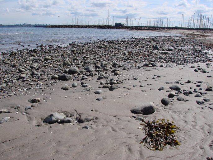 Fucus vesiculosus