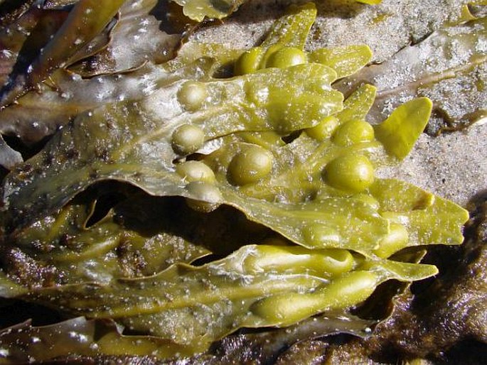 Fucus vesiculosus