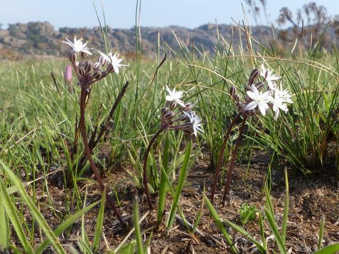 Fusifilum depressum