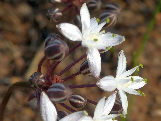 Fusifilum depressum