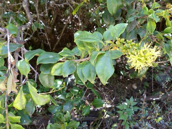 Gaiadendron punctatum