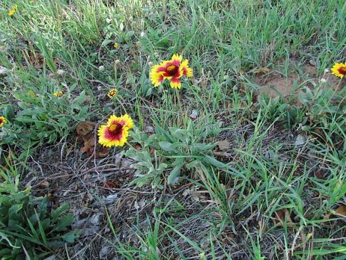 Gaillardia pulchella