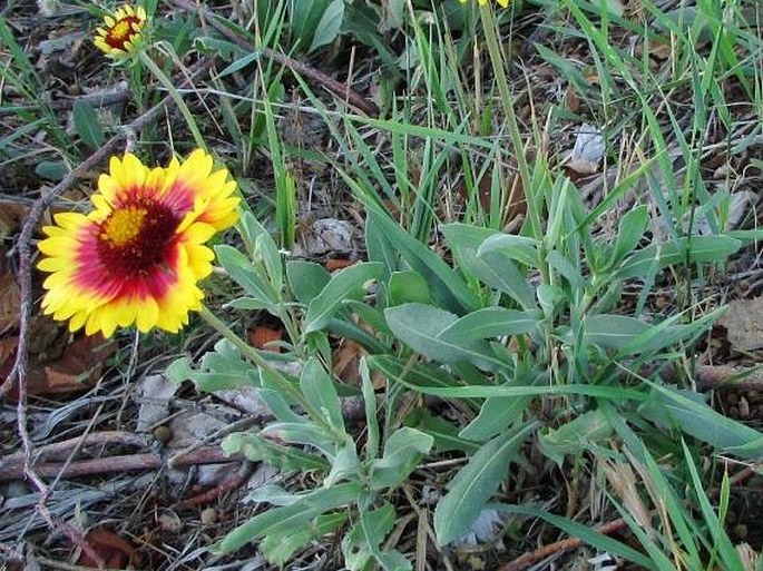 Gaillardia pulchella