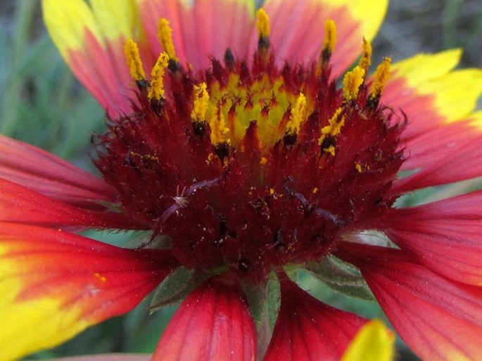 Gaillardia pulchella