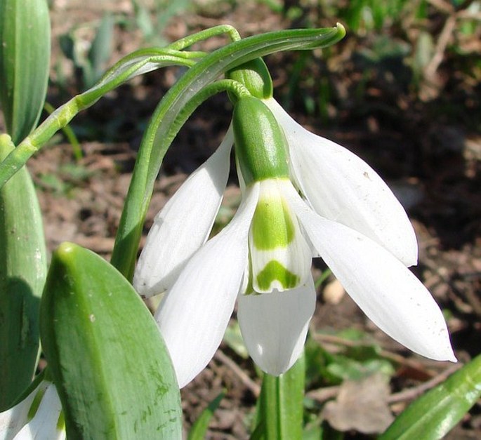 Galanthus elwesii