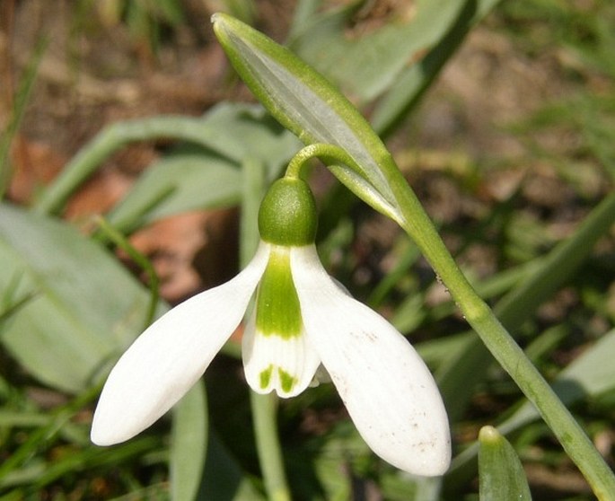 Galanthus elwesii