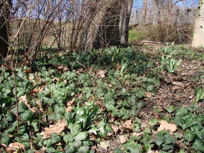 Galanthus elwesii