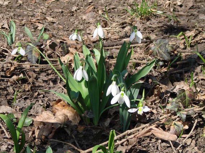 Galanthus elwesii