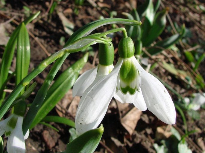 Galanthus elwesii