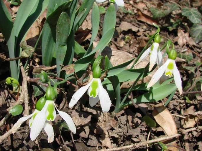 Galanthus elwesii