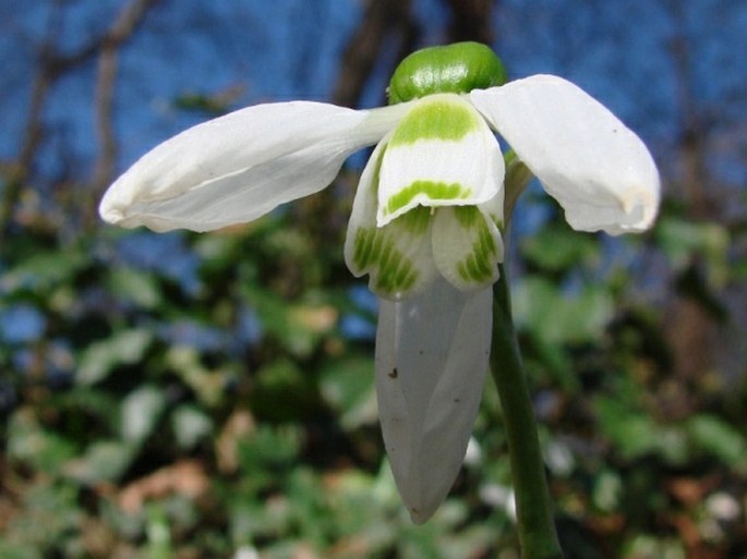 Galanthus elwesii