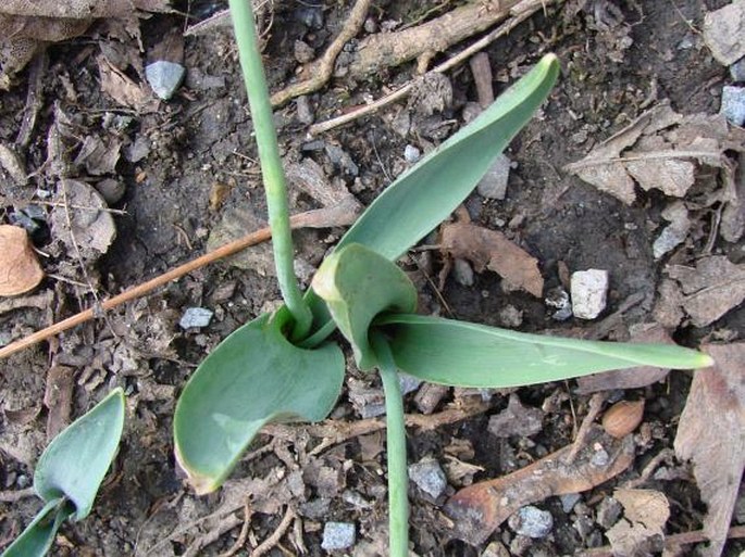 Galanthus elwesii