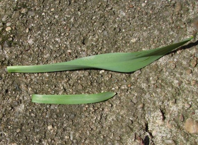 Galanthus elwesii