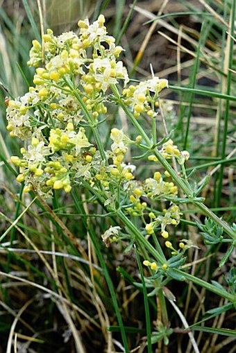 Galium aetnicum