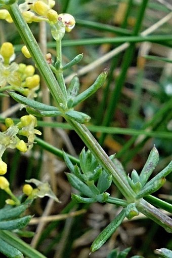 Galium aetnicum