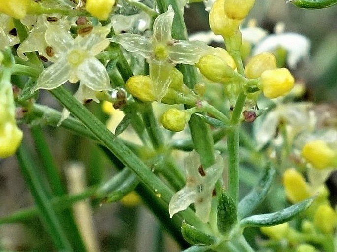 Galium aetnicum