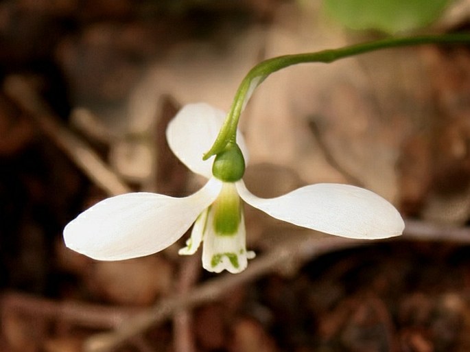 Galanthus fosteri