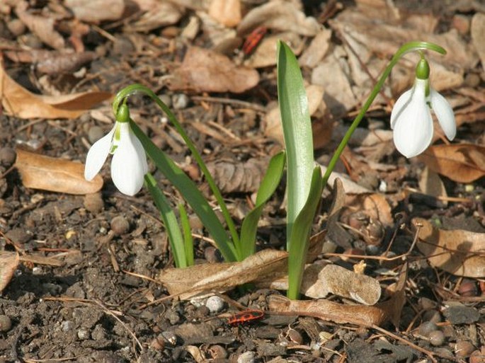 Galanthus fosteri