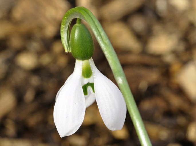 GALANTHUS FOSTERI Baker – sněženka / snežienka