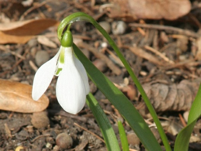 Galanthus fosteri