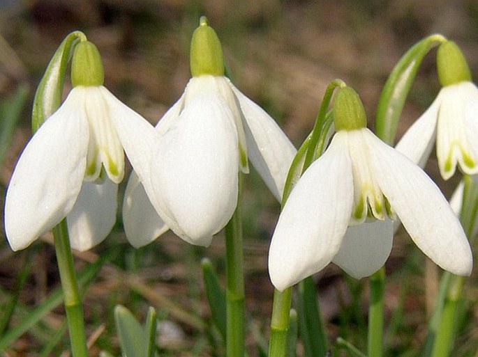 Galanthus nivalis