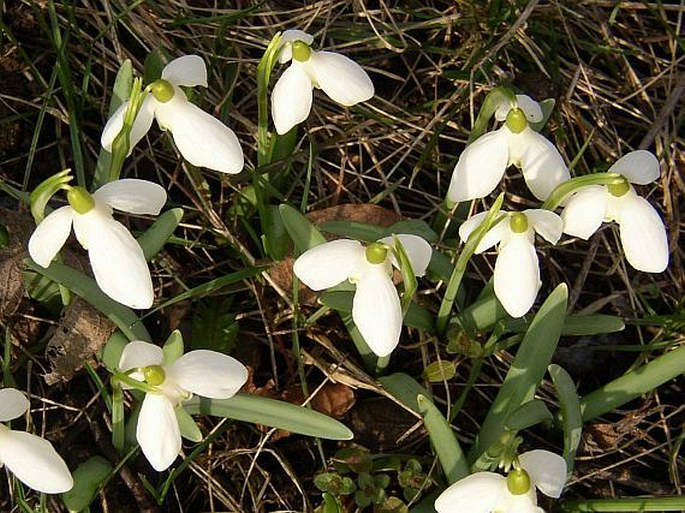 Galanthus nivalis