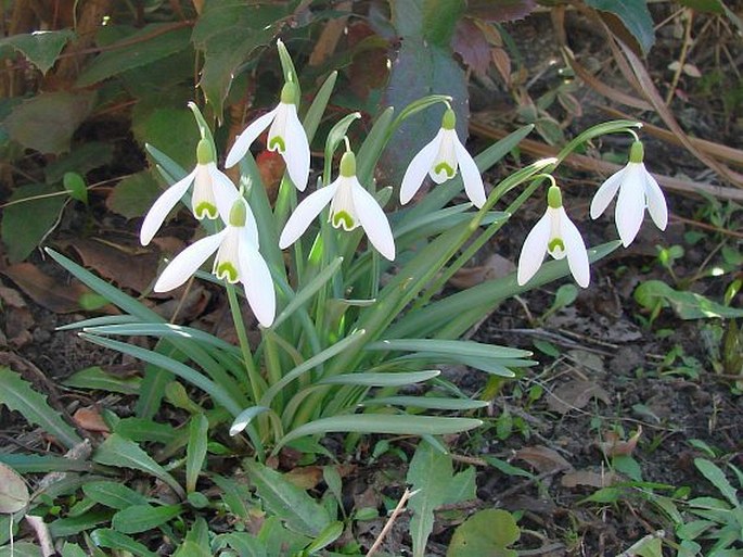 Galanthus nivalis