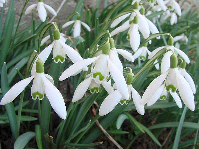 Galanthus nivalis