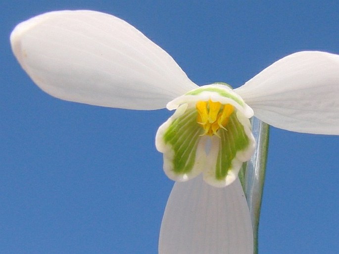 Galanthus nivalis