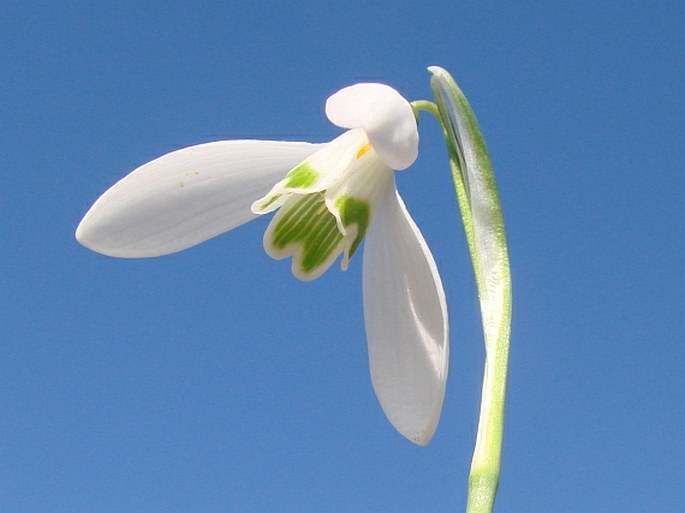 Galanthus nivalis