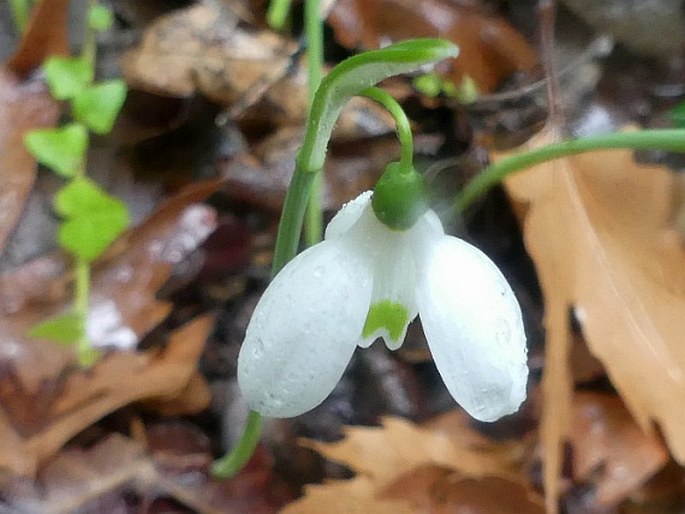 GALANTHUS REGINAE-OLGAE Orph. – sněženka / snežienka