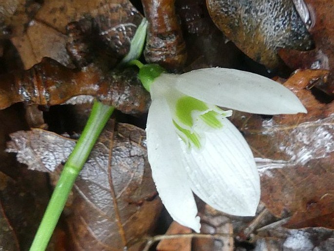 Galanthus reginae-olgae