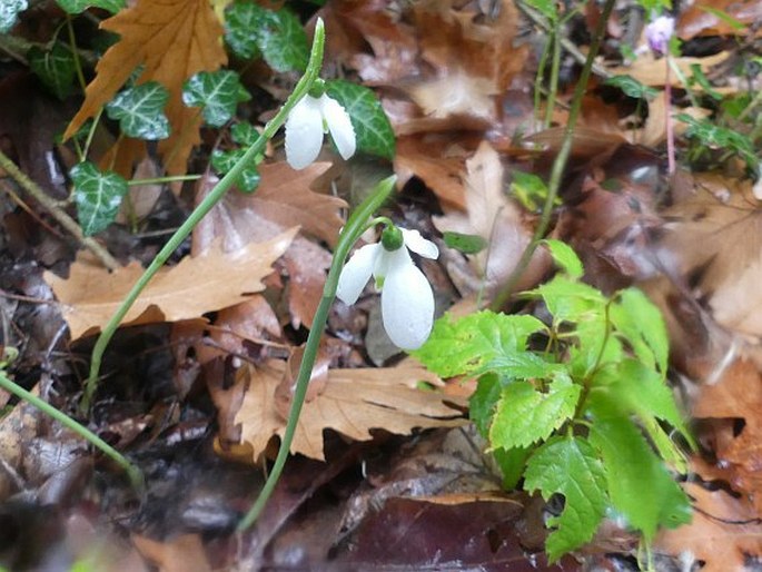 Galanthus reginae-olgae