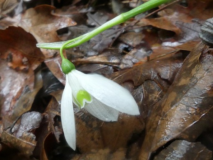 Galanthus reginae-olgae