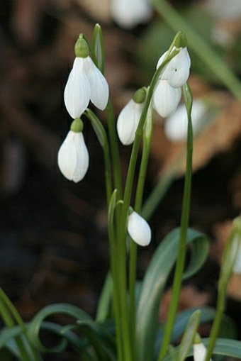 Galanthus rizehensis