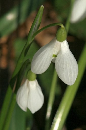 Galanthus rizehensis