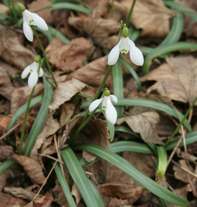 GALANTHUS RIZEHENSIS Stern – sněženka / snežienka