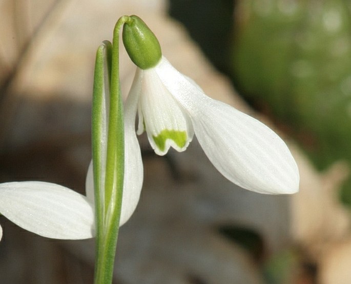 Galanthus rizehensis