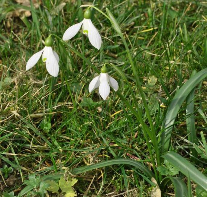 Galanthus rizehensis