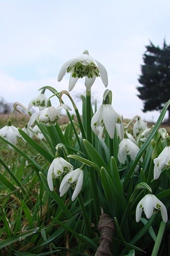 Galanthus nivalis f. pleniflorus