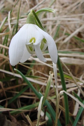 Galanthus nivalis f. pleniflorus