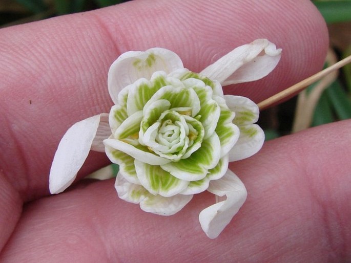 Galanthus nivalis f. pleniflorus