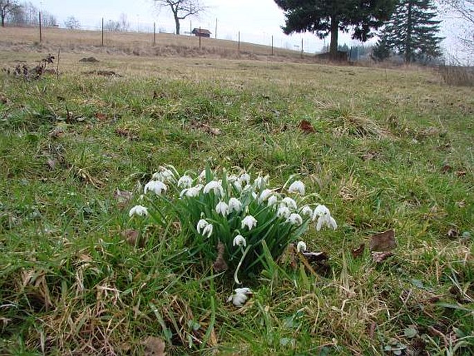 Galanthus nivalis f. pleniflorus